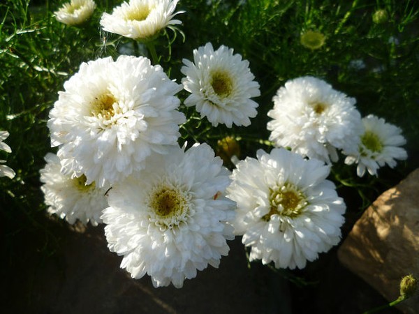 White chrysanthemums: photo and description of varieties