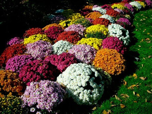 White chrysanthemums: photo and description of varieties