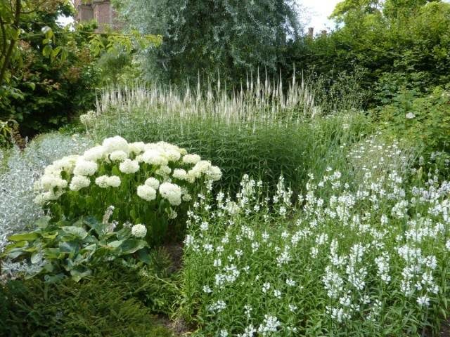 White chrysanthemums: photo and description of varieties