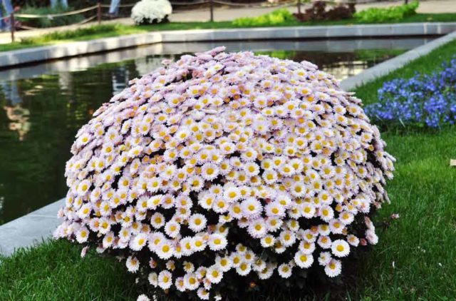 White chrysanthemums: photo and description of varieties