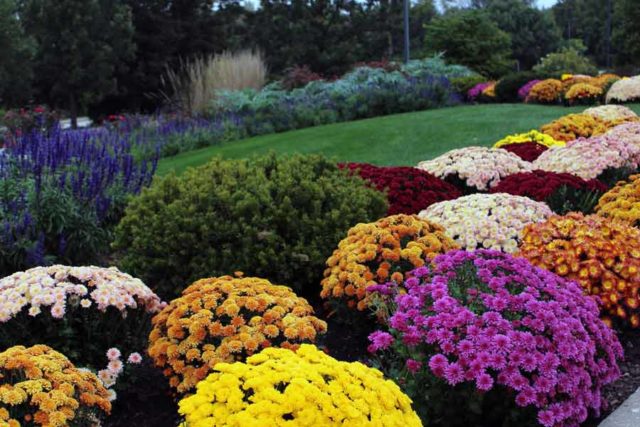 White chrysanthemums: photo and description of varieties