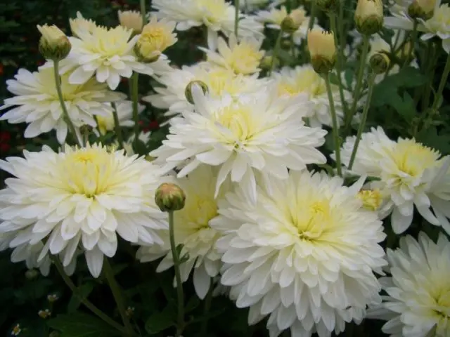 White chrysanthemums: photo and description of varieties