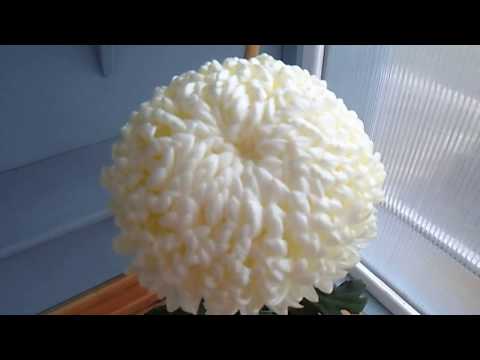 White chrysanthemums: photo and description of varieties