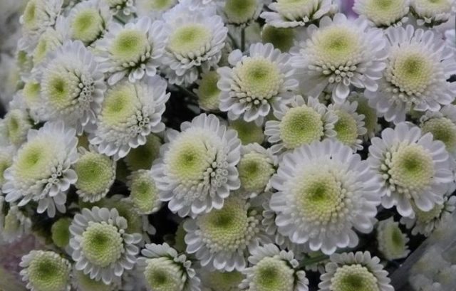 White chrysanthemums: photo and description of varieties