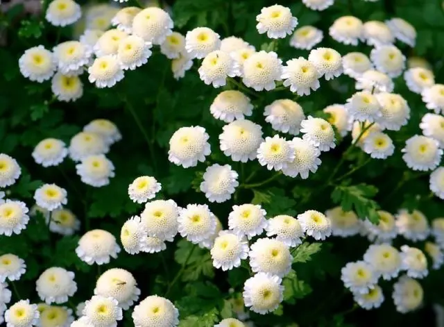 White chrysanthemums: photo and description of varieties