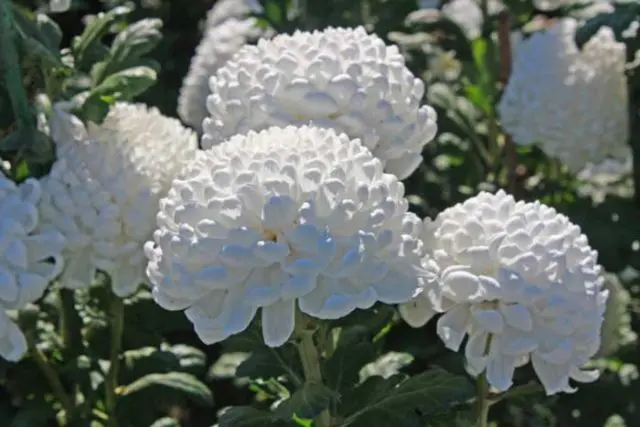 White chrysanthemums: photo and description of varieties