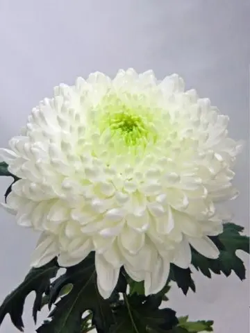 White chrysanthemums: photo and description of varieties