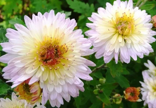 White chrysanthemums: photo and description of varieties