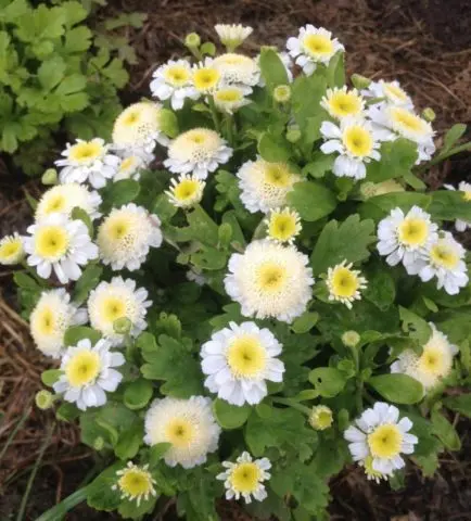 White chrysanthemums: photo and description of varieties