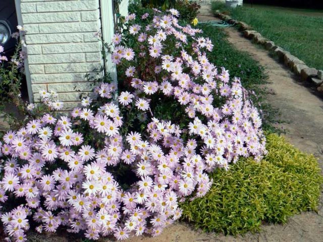 White chrysanthemums: photo and description of varieties