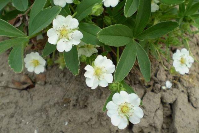 White cinquefoil for the treatment of the thyroid gland: reviews, recipes, how to take with nodes, with hypothyroidism