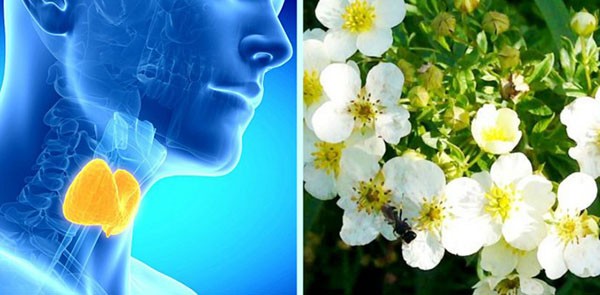 White cinquefoil for the treatment of the thyroid gland: reviews, recipes, how to take with nodes, with hypothyroidism