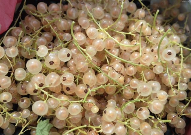 White currant for the winter: preparations, the best recipes