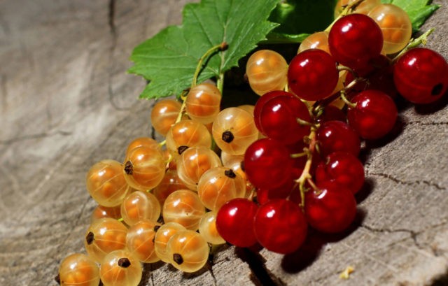 White currant jam: jelly-like, five minutes, with orange