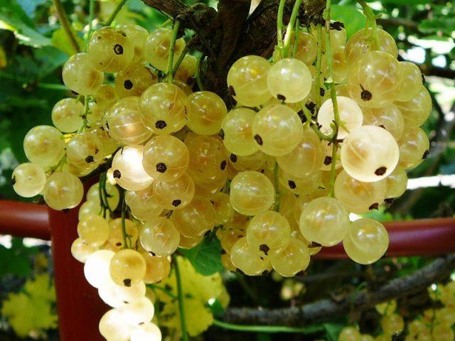 White currant variety Smolyaninovskaya: photo and description