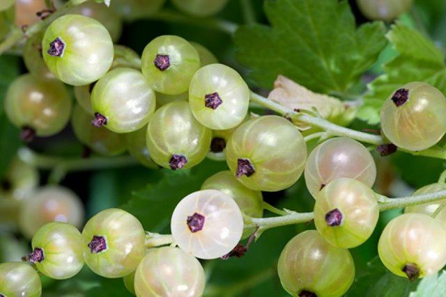 White currant variety Smolyaninovskaya: photo and description