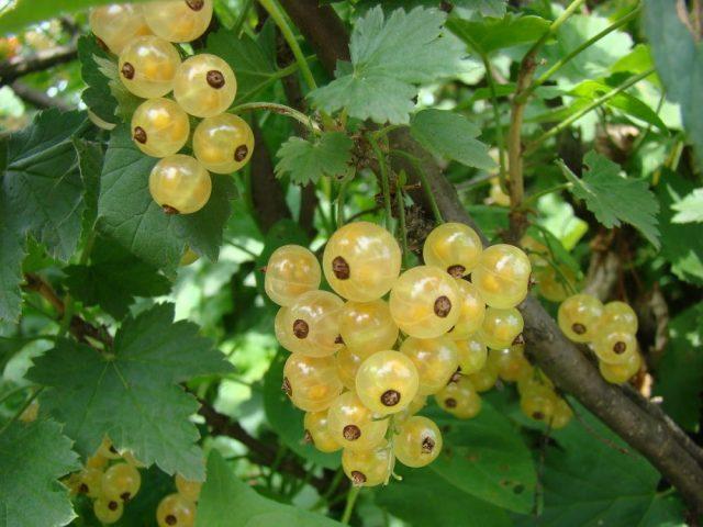 White currant variety Smolyaninovskaya: photo and description