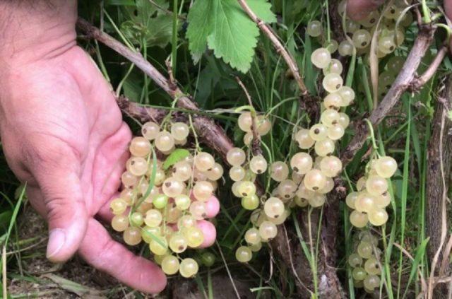 White currant variety Smolyaninovskaya: photo and description