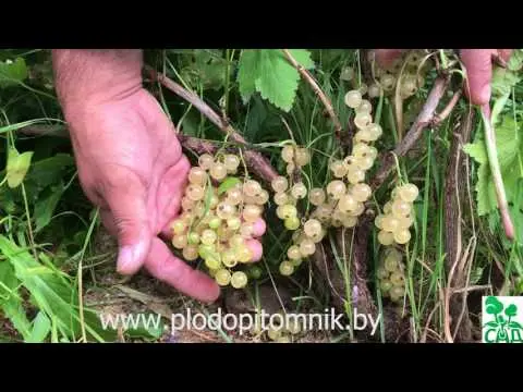 White currant variety Smolyaninovskaya: photo and description