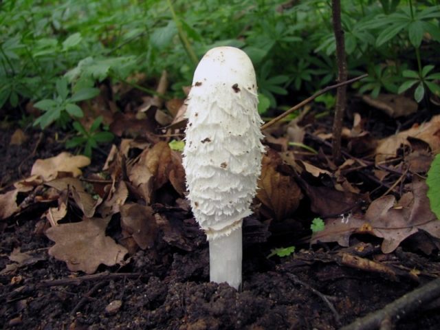 White dung mushroom: photo and description, how to cook