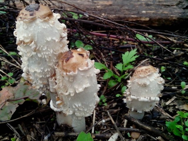 White dung mushroom: photo and description, how to cook