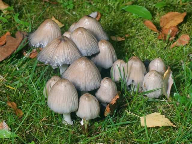 White dung mushroom: photo and description, how to cook