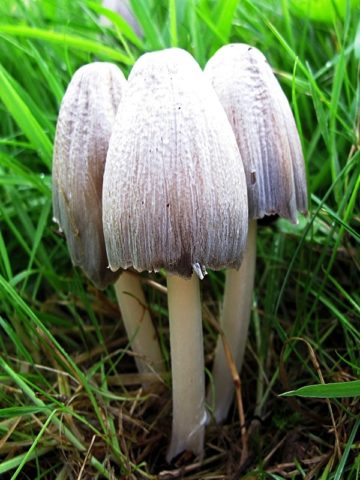 White dung mushroom: photo and description, how to cook