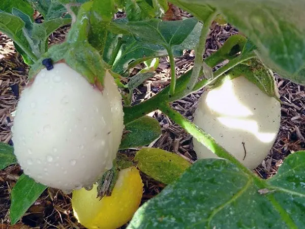 White eggplant: features of the variety and agricultural technology