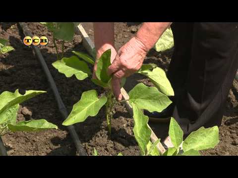 White eggplant: features of the variety and agricultural technology