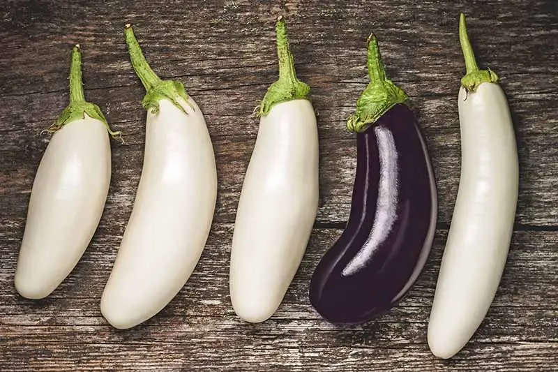 White eggplant: features of the variety and agricultural technology