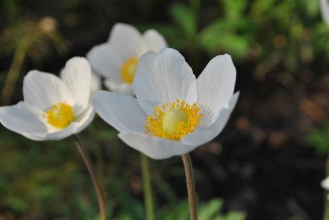 white forest anemone