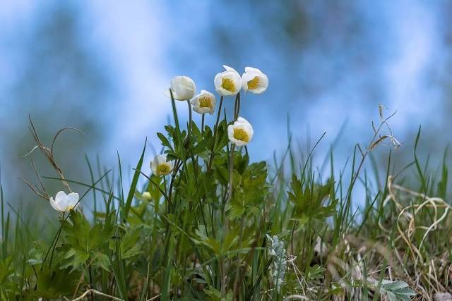 white forest anemone