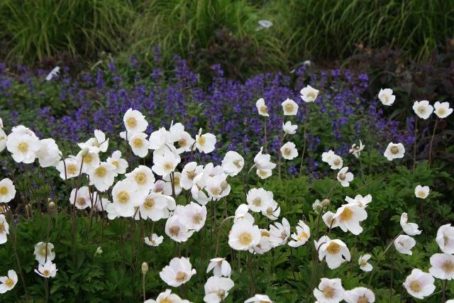 white forest anemone