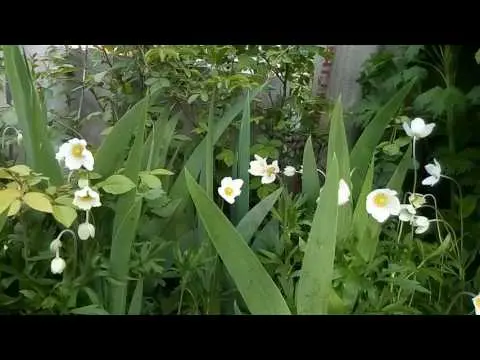 white forest anemone