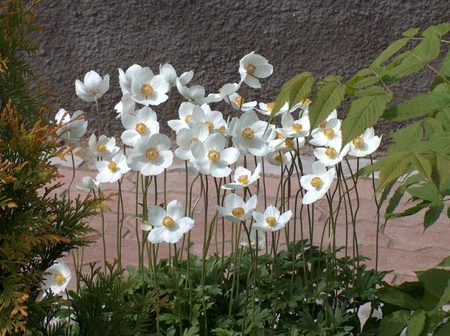 white forest anemone