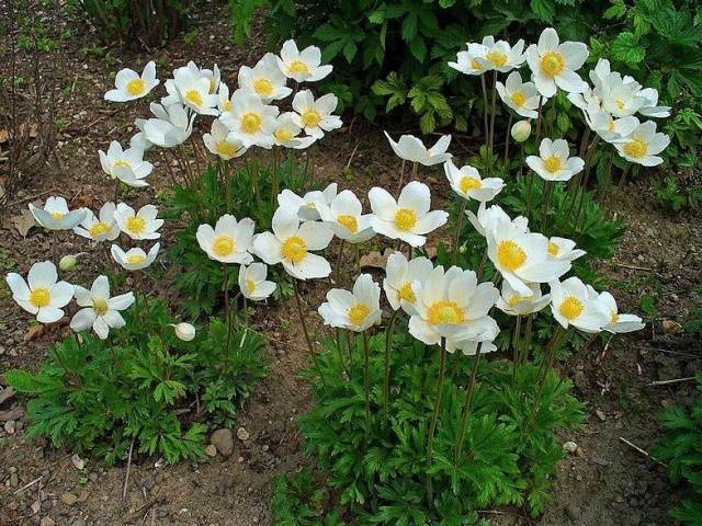 white forest anemone