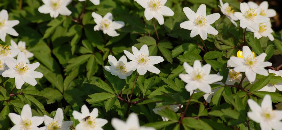 white forest anemone