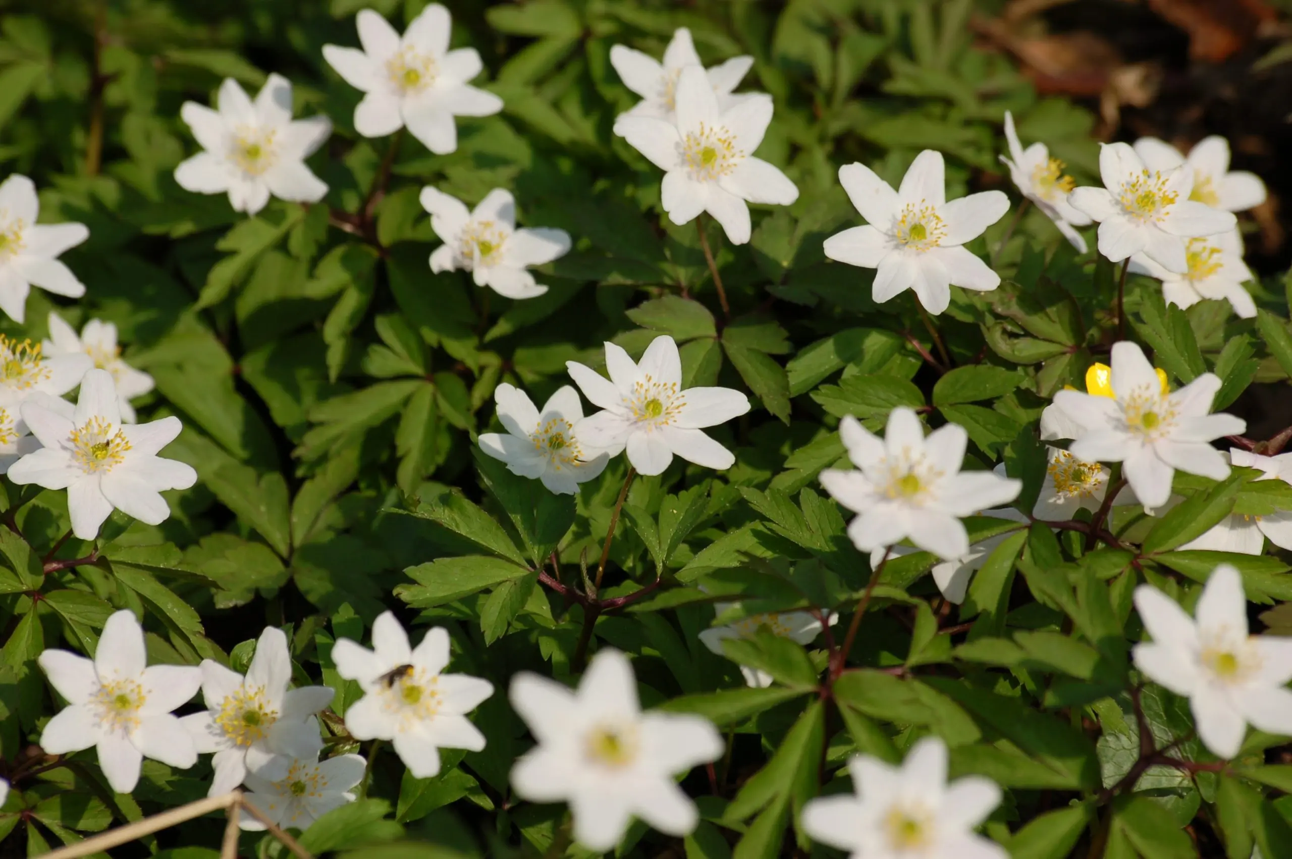 white forest anemone