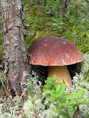 White fungus (birch and pine)
