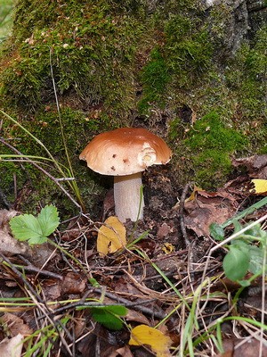 White fungus (birch and pine)
