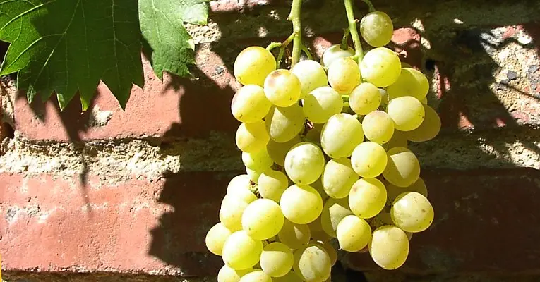 White grapes: description of varieties, cultivation features