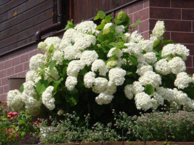 White hydrangea: photo, planting and care, varieties with photos and names