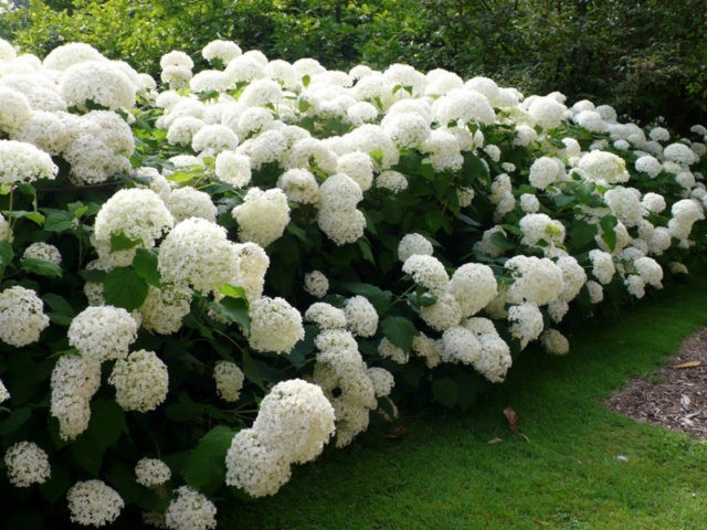 White hydrangea: photo, planting and care, varieties with photos and names