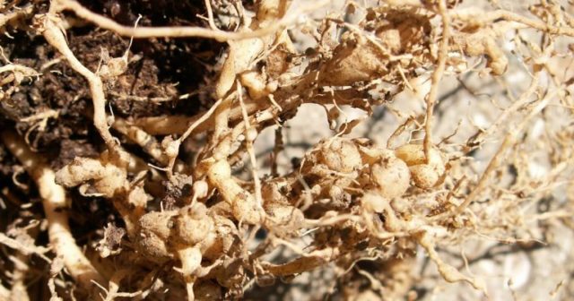 White hydrangea: photo, planting and care, varieties with photos and names