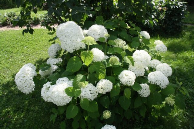 White hydrangea: photo, planting and care, varieties with photos and names