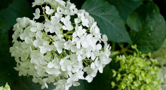 White hydrangea: photo, planting and care, varieties with photos and names