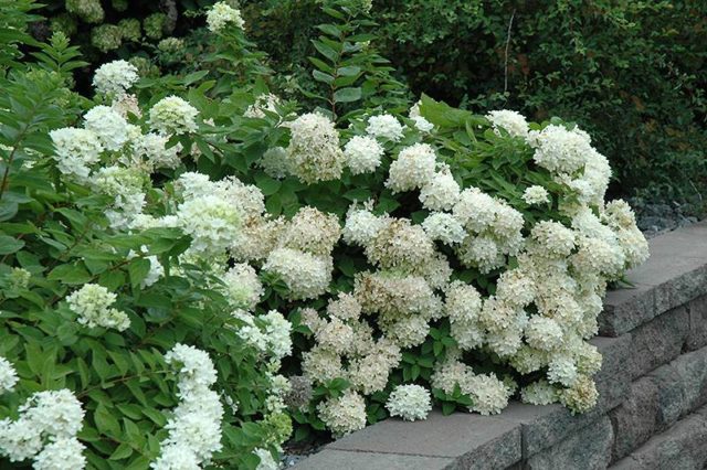 White hydrangea: photo, planting and care, varieties with photos and names