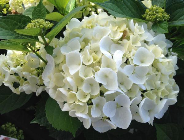 White hydrangea: photo, planting and care, varieties with photos and names