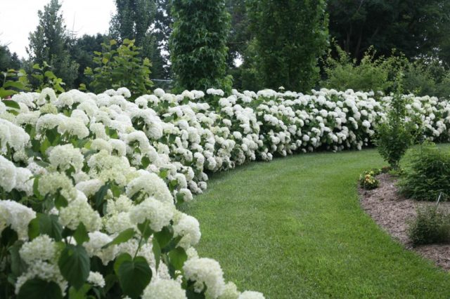 White hydrangea: photo, planting and care, varieties with photos and names