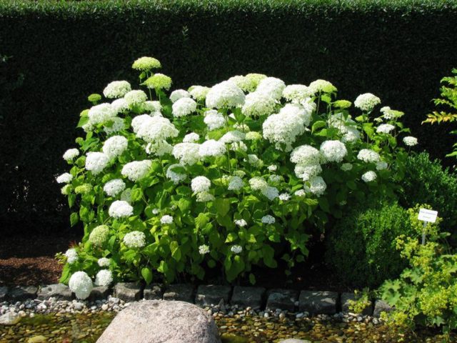 White hydrangea: photo, planting and care, varieties with photos and names